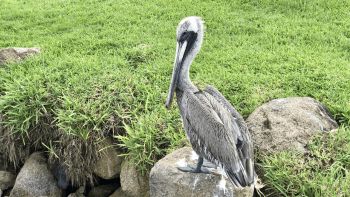 Pelikan-in-Oranjestad-Aruba